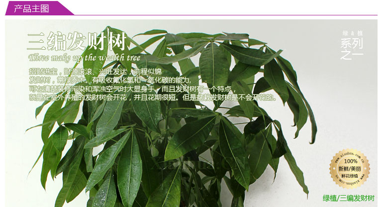 三编发财树 招财进宝,财源滚滚