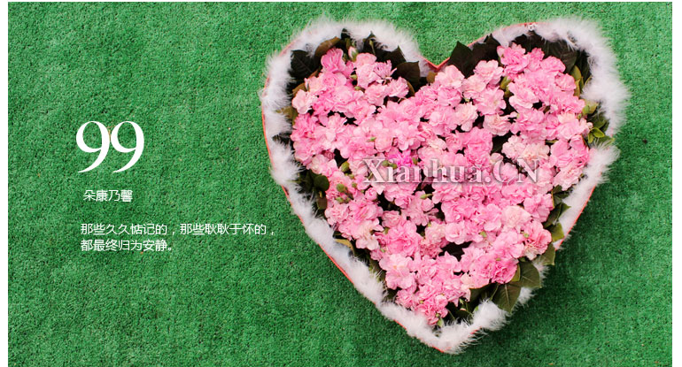 鲜花朵数: 99朵 花语: 牵挂,是一颗心对另一颗心的深深惦记,是联结