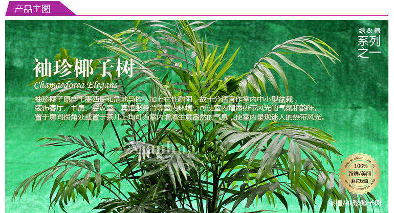 袖珍椰子树一抹绿意供养身心绿植花卉 图片价格品牌报价