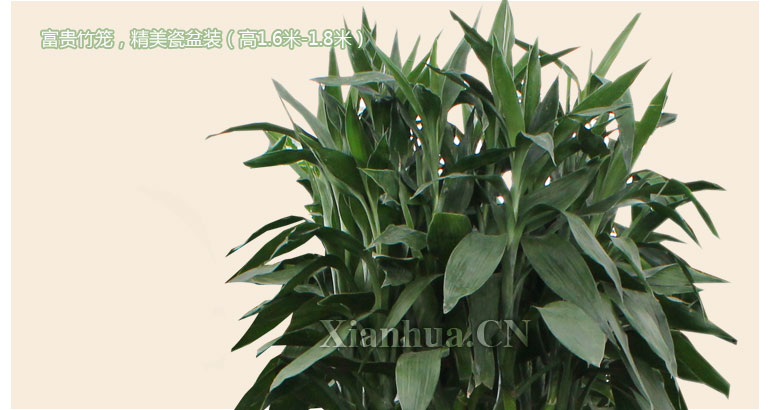富贵竹笼 寓意花开富贵,竹报平安