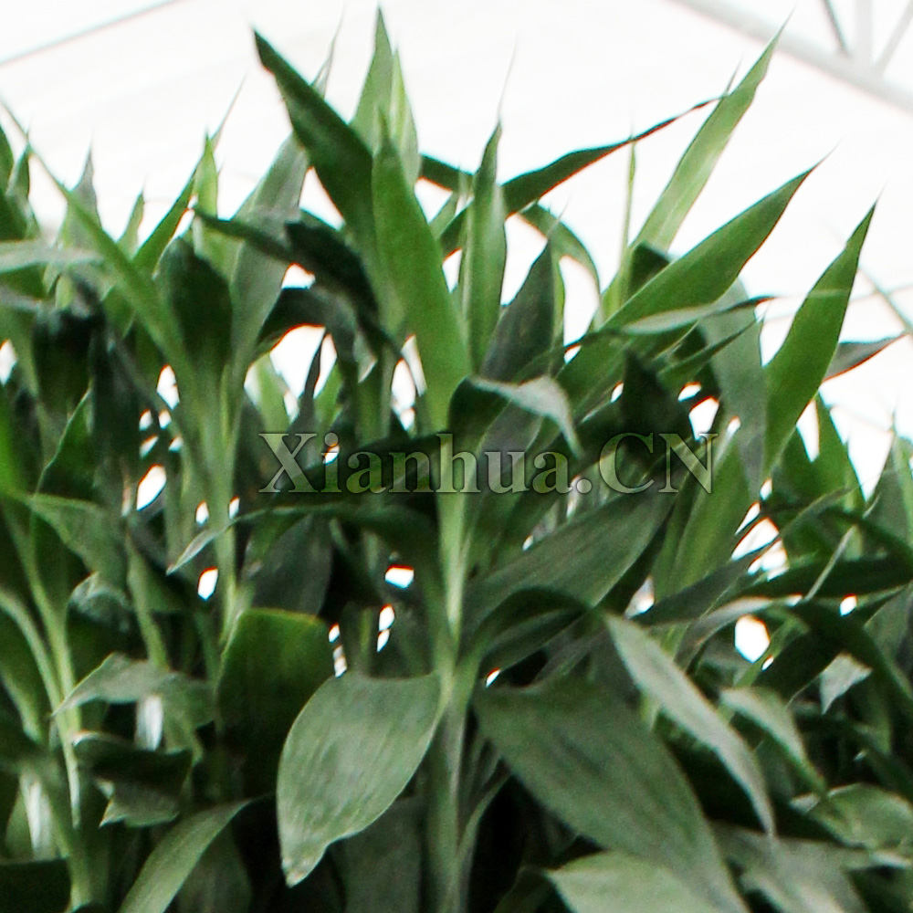 富贵竹笼 寓意花开富贵,竹报平安 绿植花卉【高清 图片 实拍 相册】