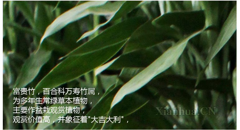 富贵竹笼 寓意花开富贵,竹报平安